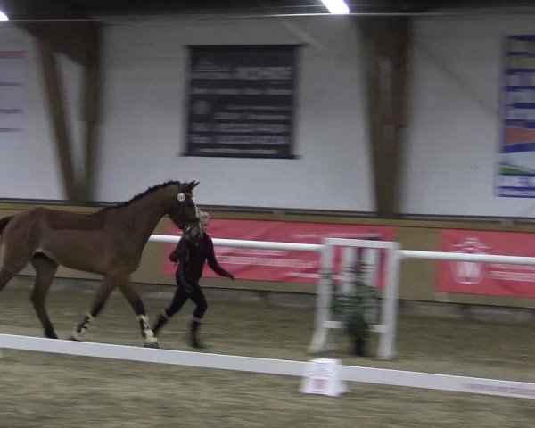 Westfälisches Freispringfinale 2019