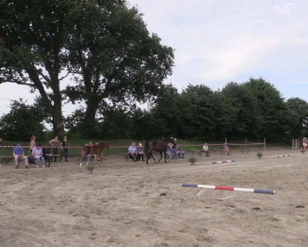Holsteiner Fohlenschau in Schrum 2021