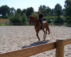 dressage horse Lord Sundancer (Bavarian, 2008, from Lord Sunshine 2)