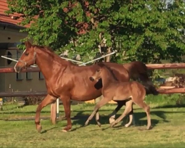Video von Carlani