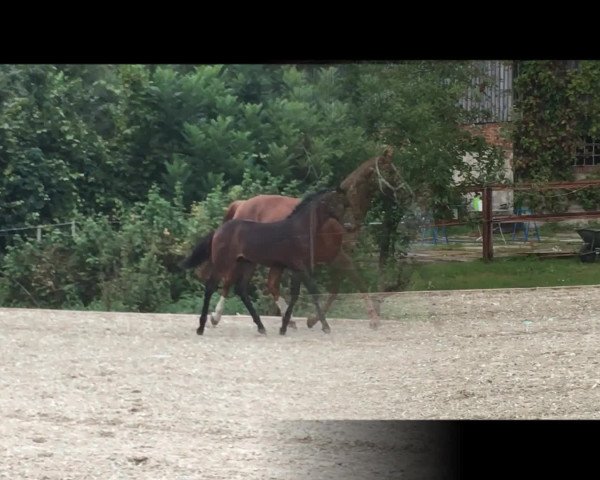 Video von Carlani