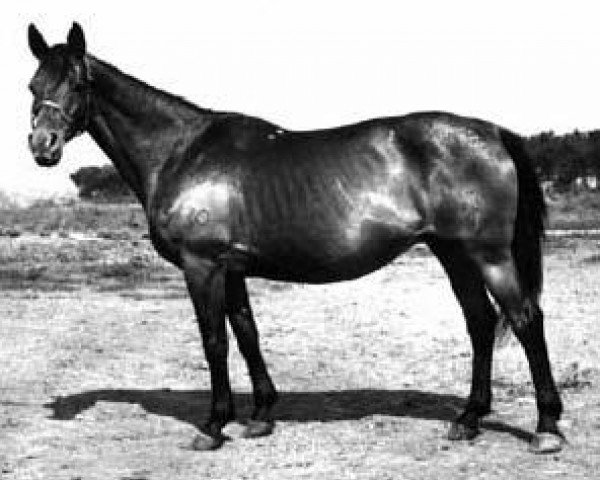 broodmare Chasa (Russian Trakehner, 1957, from Chrysolit)