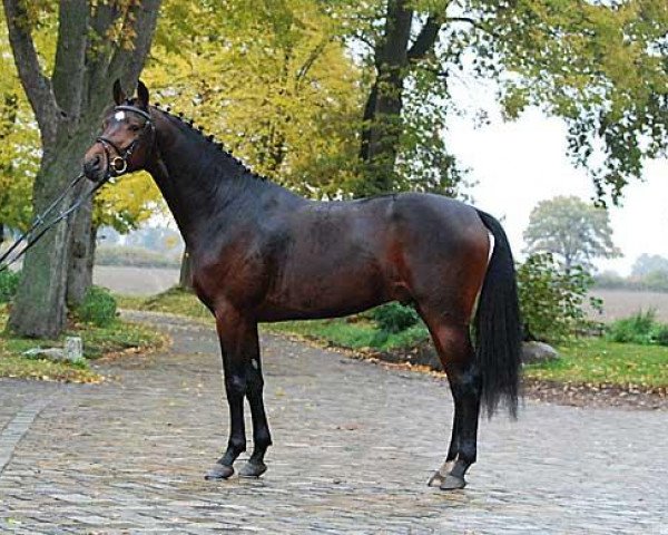 dressage horse Hippo's Sayan (Trakehner, 2006, from Perechlest)