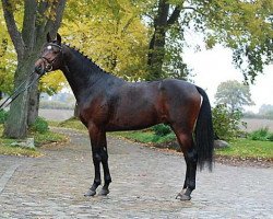 Dressurpferd Hippo's Sayan (Trakehner, 2006, von Perechlest)