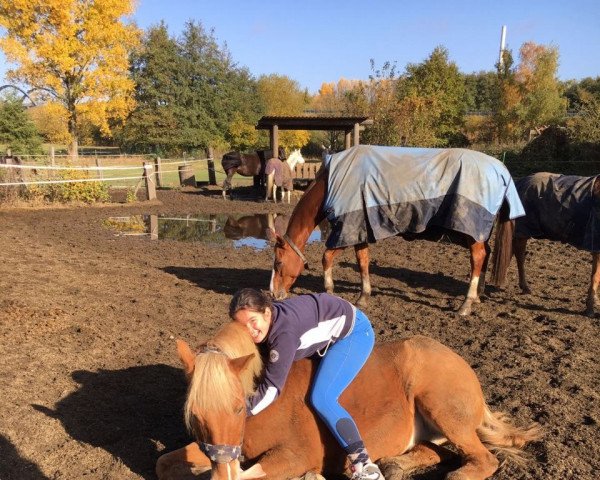 horse GillBo (Haflinger, 1993)