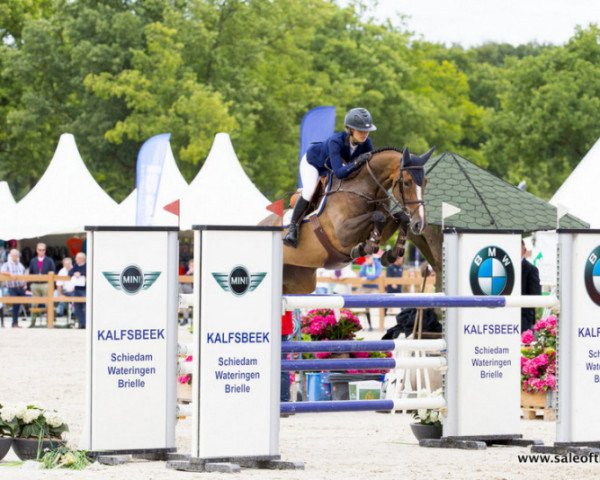 jumper Estella W (KWPN (Royal Dutch Sporthorse), 2009, from Carthino Z)