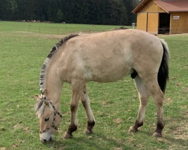horse Kilian (Fjord Horse, 2019, from Kelvin)