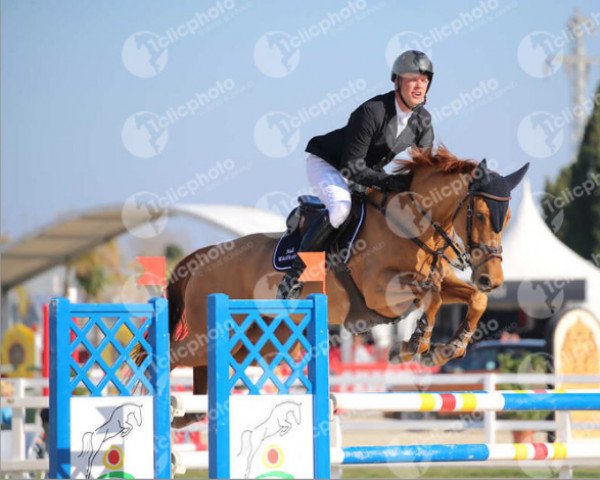 broodmare Mine That Bird (KWPN (Royal Dutch Sporthorse), 2007, from Carthino Z)