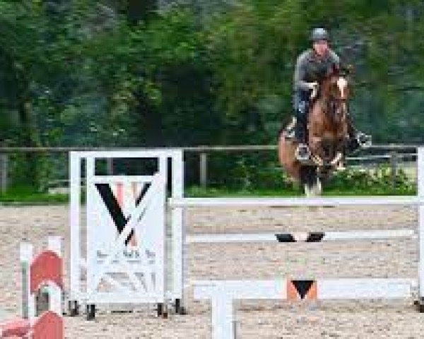 jumper Giranette (KWPN (Royal Dutch Sporthorse), 2011, from Carthino Z)