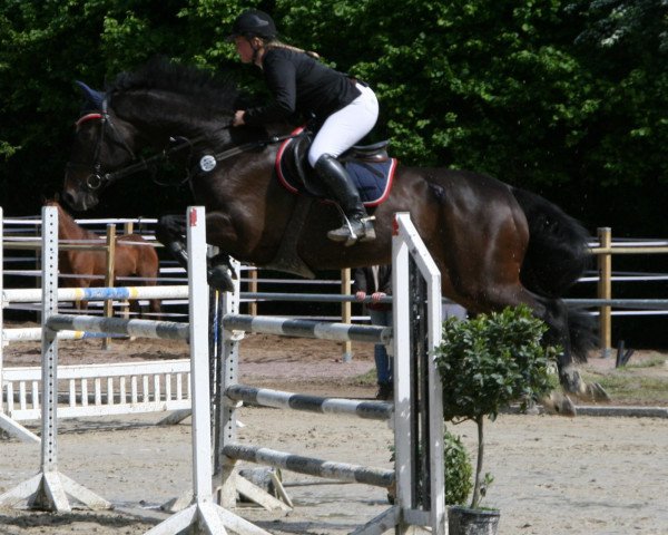 jumper Luton H (Holsteiner, 1997, from Lord Calando)