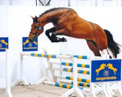 jumper Erato RS (KWPN (Royal Dutch Sporthorse), 2009, from Carthino Z)