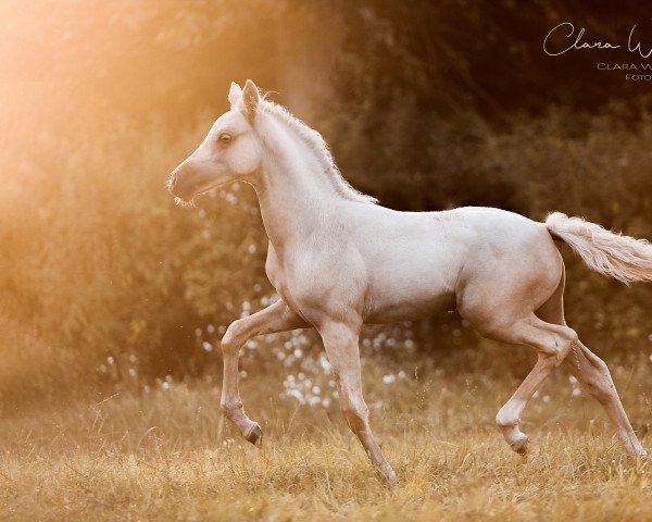 Pferd Constars Biscottina (Deutsches Reitpony, 2021, von Soel'rings Cuvee)