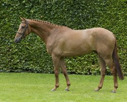 horse Geronimo (KWPN (Royal Dutch Sporthorse), 2011, from Cizandro)
