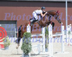 jumper Everest Vom Gwick (+) (KWPN (Royal Dutch Sporthorse), 2009, from Carthino Z)