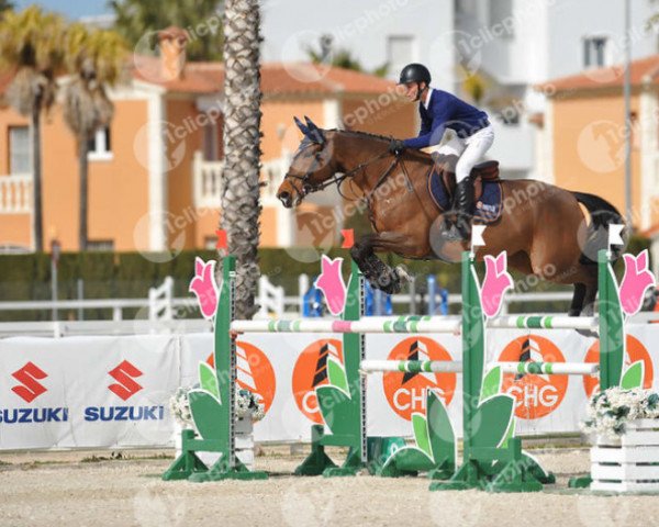 broodmare Elle Belle (KWPN (Royal Dutch Sporthorse), 2009, from Carthino Z)