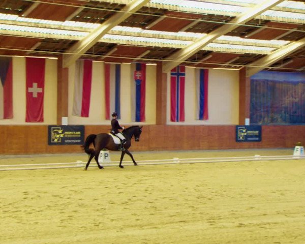 Dressurturnier Weikersdorf am Steinfelde 2022