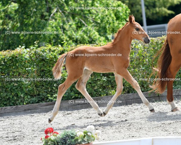 horse Don Romeo H (German Sport Horse, 2019, from Don Royal)