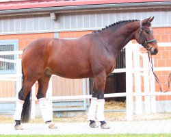 Dressurpferd Quintoro (Deutsches Sportpferd, 2017, von DSP Quindale)