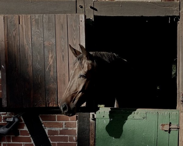 Pferd Toscana (Oldenburger, 2016, von Tomahawk)