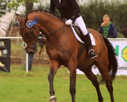 dressage horse Levano (Holsteiner, 2001, from Lascadell)