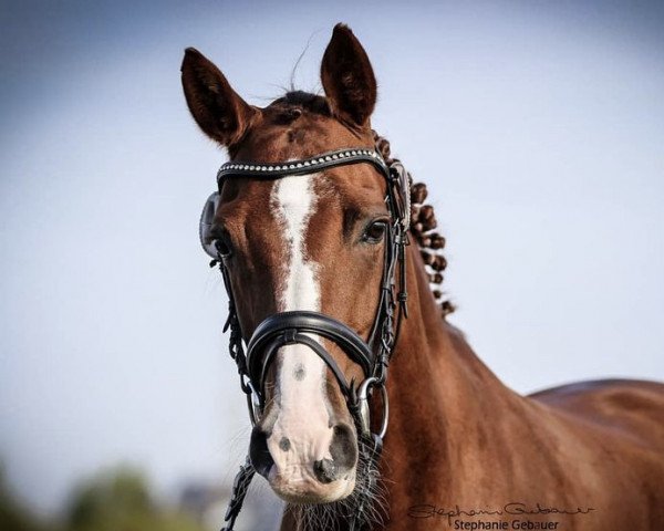 jumper Nemax 2 (German Riding Pony, 2006, from Heidbergs Nancho Nova) jumper Nemax 2 (German Riding Pony, 2006, from Heidbergs Nancho Nova)