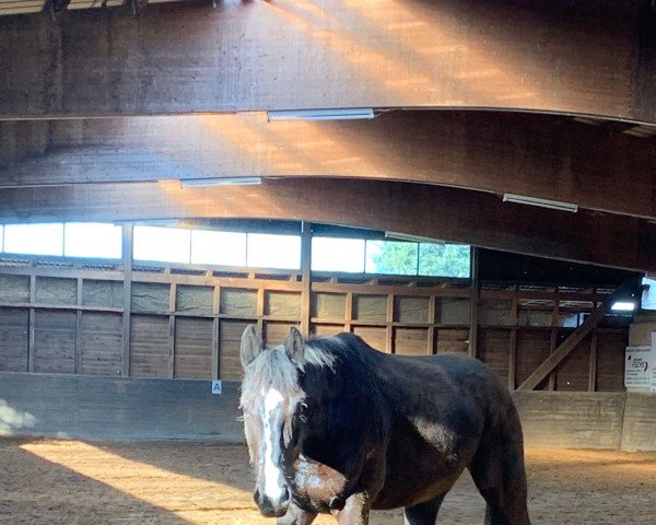 jumper Happy Mari (German Sport Horse, 2017, from Shomari S)