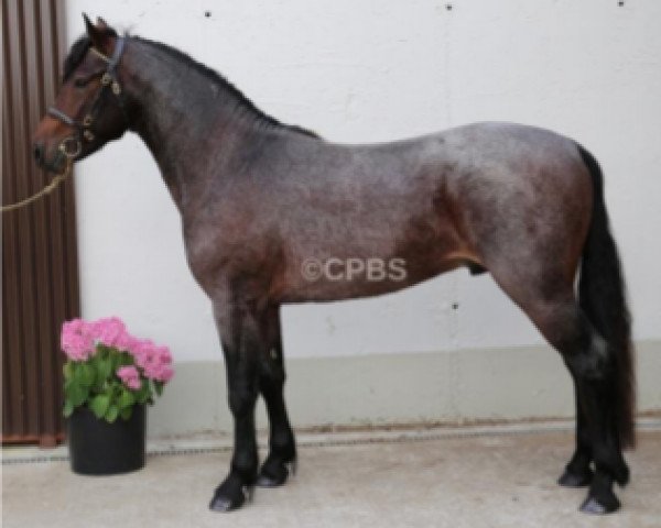 horse Kinamara Echo I Love You (Connemara Pony, 2017, from Ashfield Echo I Love You)