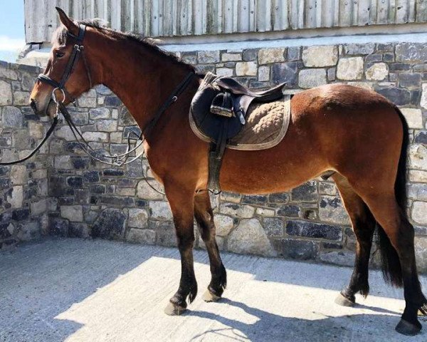 horse Carracanada Echo (Connemara Pony,  , from Ashfield Echo I Love You)