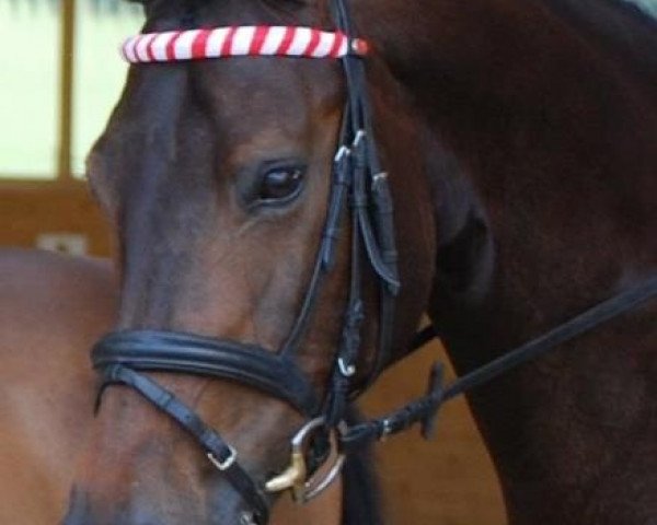 Hest Grandezza (Hessisk varmblod, 1999, fra Vikont)