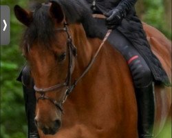 jumper Oceane (Belgian Warmblood, 2014, from Nonstop)