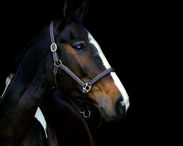jumper Cassiopeia 117 (German Warmblood, 2012, from Chess M)