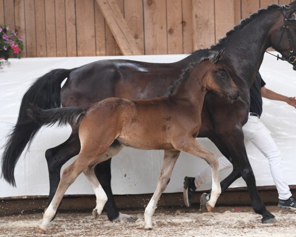 horse Back in Black (Bavarian, 2021, from Bohemian)