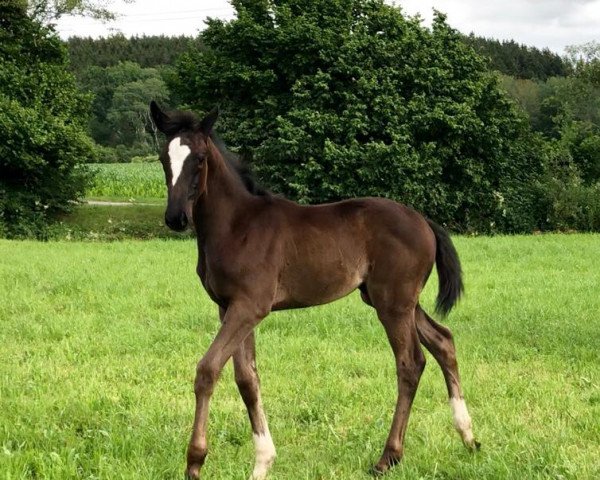 horse Hope (Bavarian, 2020, from Birkhof's Zalando OLD)