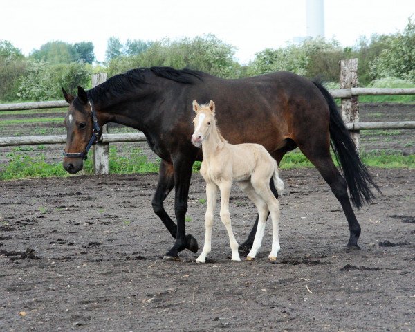 broodmare Cecil (Pinto / Small Riding Horse, 2006, from Sando Paso N)