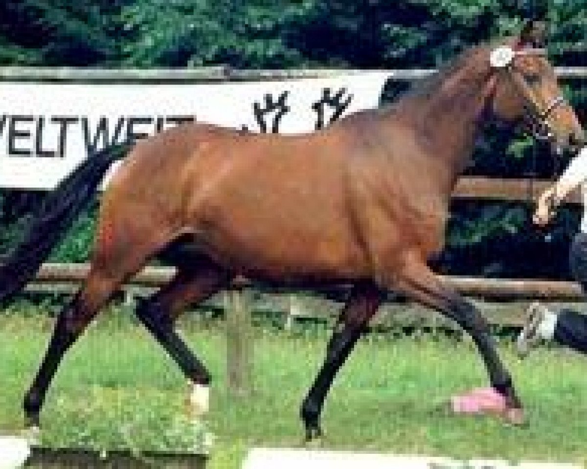 broodmare Shira II (Trakehner, 1989, from Königspark xx)