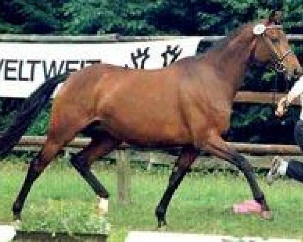 broodmare Shira II (Trakehner, 1989, from Königspark xx)
