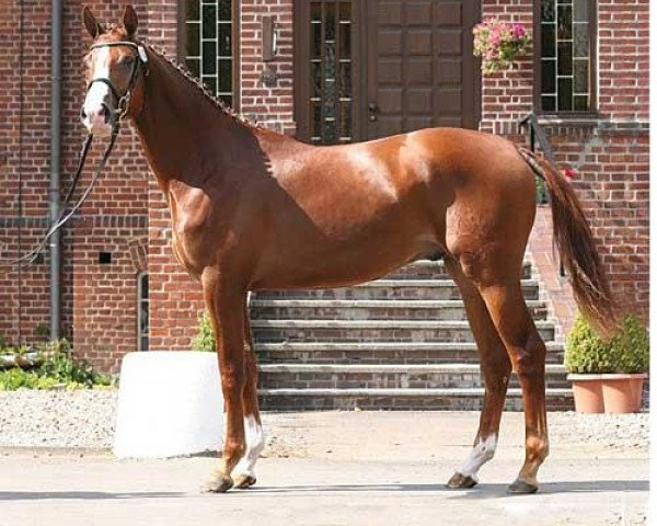 jumper Ostblick (Trakehner, 2007, from Perechlest)