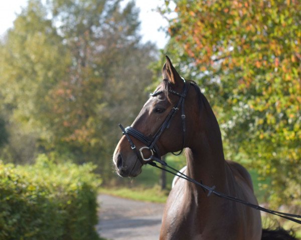 dressage horse Survivor S. (Zweibrücken, 2008, from San Amour I) dressage horse Survivor S. (Zweibrücken, 2008, from San Amour I)