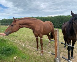Pferd Papina Vita GM (Oldenburger, 2019, von Vitalis)