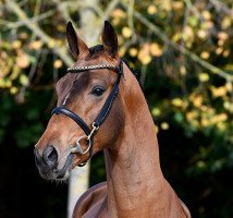 jumper Elvis Uno Vhr Z (Zangersheide riding horse, 2016, from Elvis Ter Putte)
