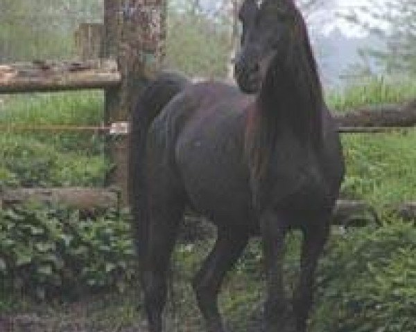 broodmare Muhida ox (Arabian purebred, 1989, from Shams El Arabi EAO)