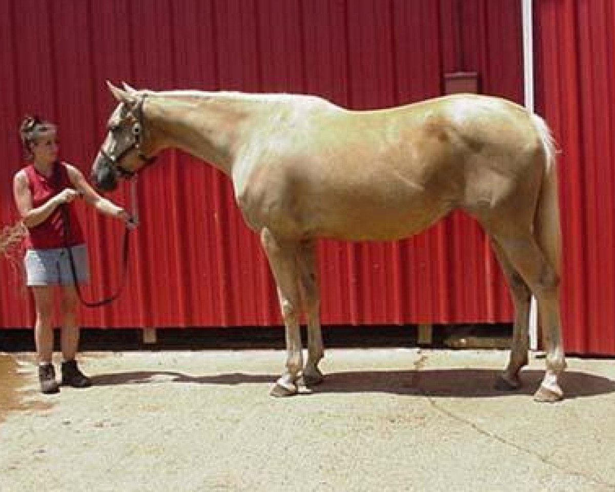 broodmare Rff Golden Miracle xx (Thoroughbred, 1998, from Glitter Please xx)