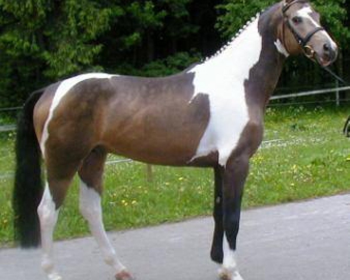Deckhengst Multicolor II GF (Deutsches Reitpferd, 2002, von Mascarpone GF)