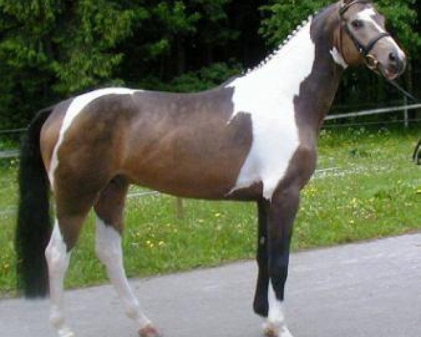 Deckhengst Multicolor II GF (Deutsches Reitpferd, 2002, von Mascarpone GF)