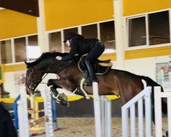 jumper Diamant de Lux (Holsteiner, 2017, from Diamant de Semilly)