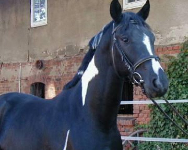 stallion Chess M (Pinto / Small Riding Horse, 2004, from Camaro)