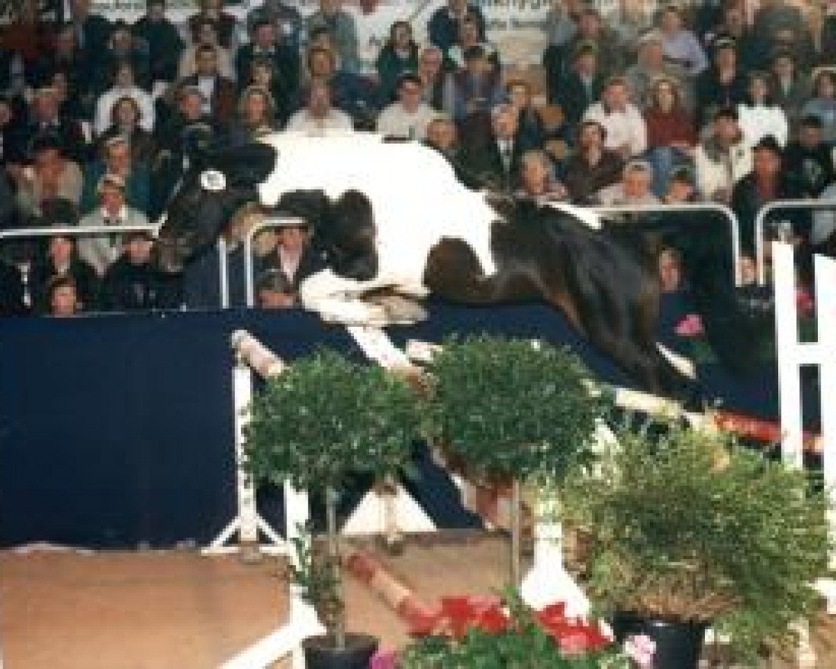 Deckhengst Sinclair B (Pinto mit Reitpferdepedigree, 1991, von Sambuco B)