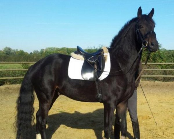 horse Doolittle's D'artagnan (Oldenburg, 2009, from Doolittle)