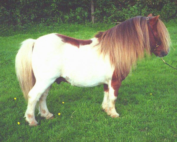 stallion Tawna Mr Kipling (Shetland pony (under 87 cm),  , from Fairy Fabric)