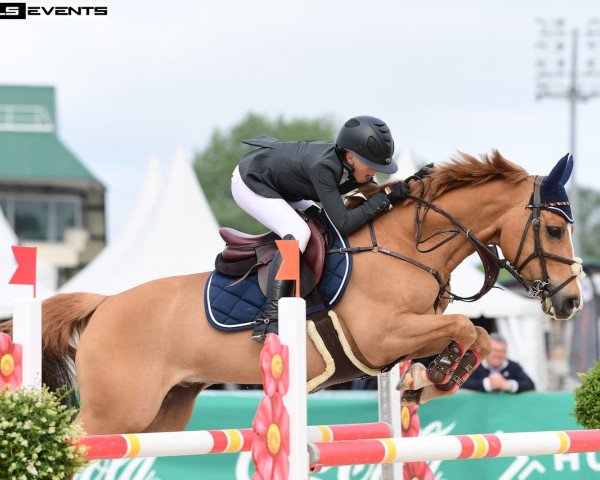 jumper Sweet Don (Pony without race description, 2009, from Poldy)